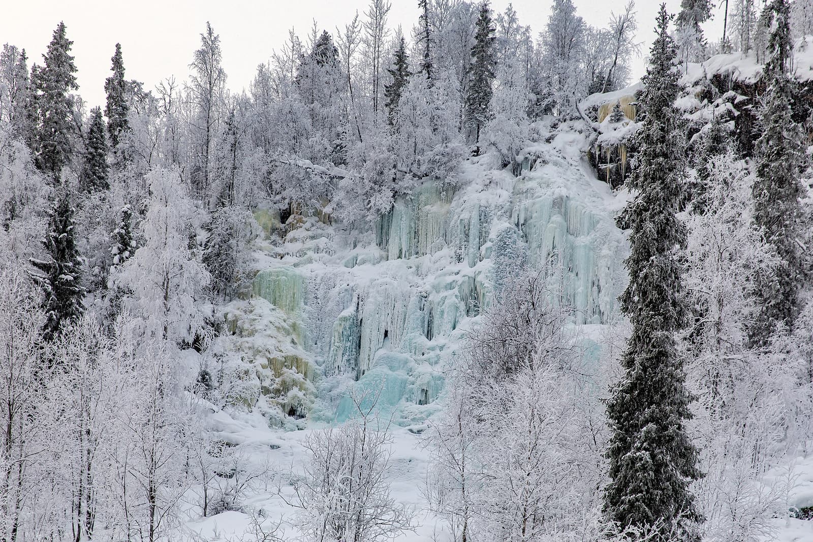 Blue-green icefalls hanging from the cliffs of Korouoma canyon among frosted spruce
