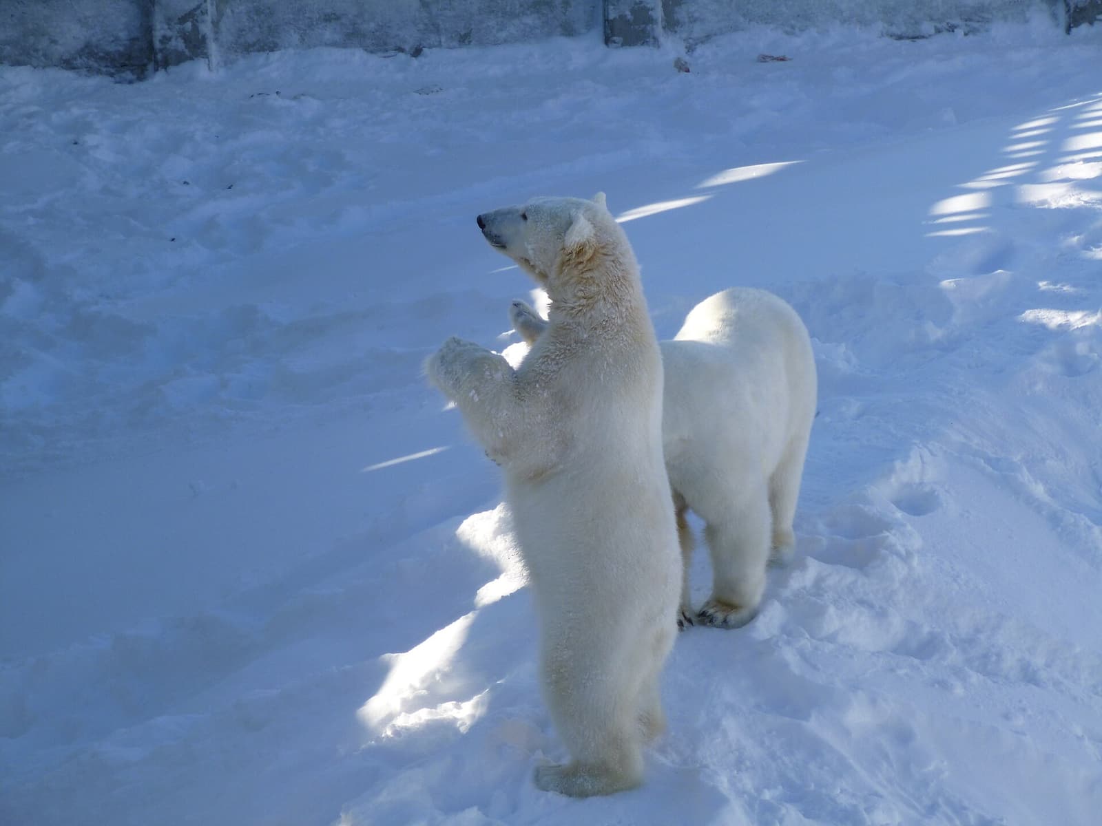 Two polar bears standing in the snow at Ranua Wildlife Park