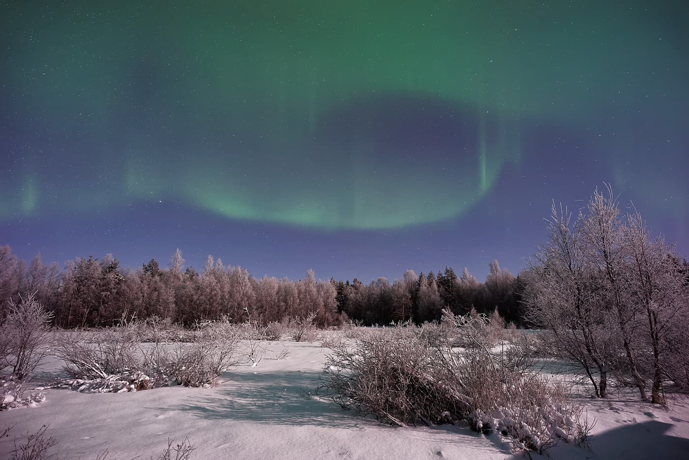 A broad green aurora above a snowy riverbank and frost-covered bushes in Lapland