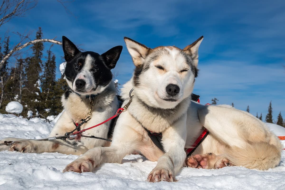 Two sled dogs resting in the snow in their harnesses on a sunny winter day