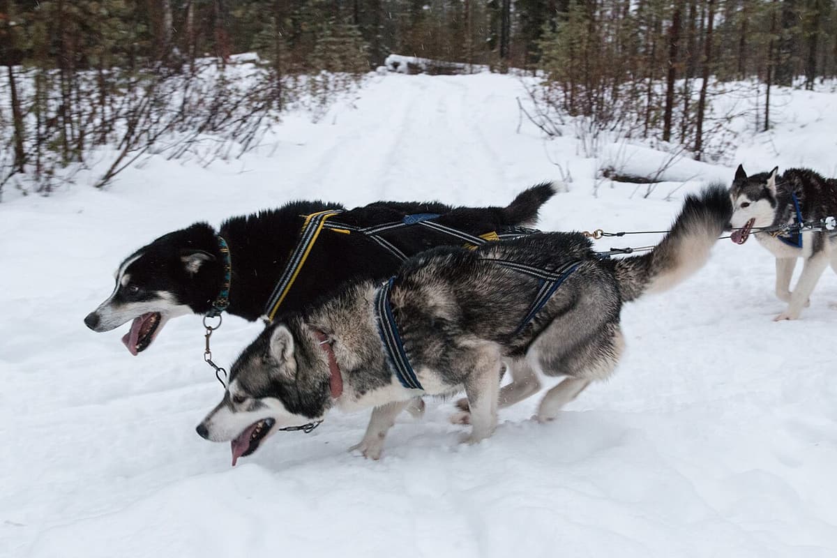 Two sled dogs in harness running through the snow