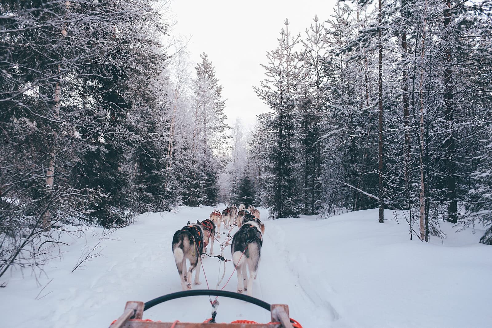 View from the sled of a husky team pulling along a snowy forest track near Santa Claus Village