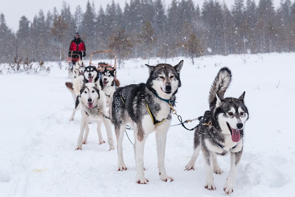 A husky team waiting in harness on a snowy trail in Finland, the musher behind them