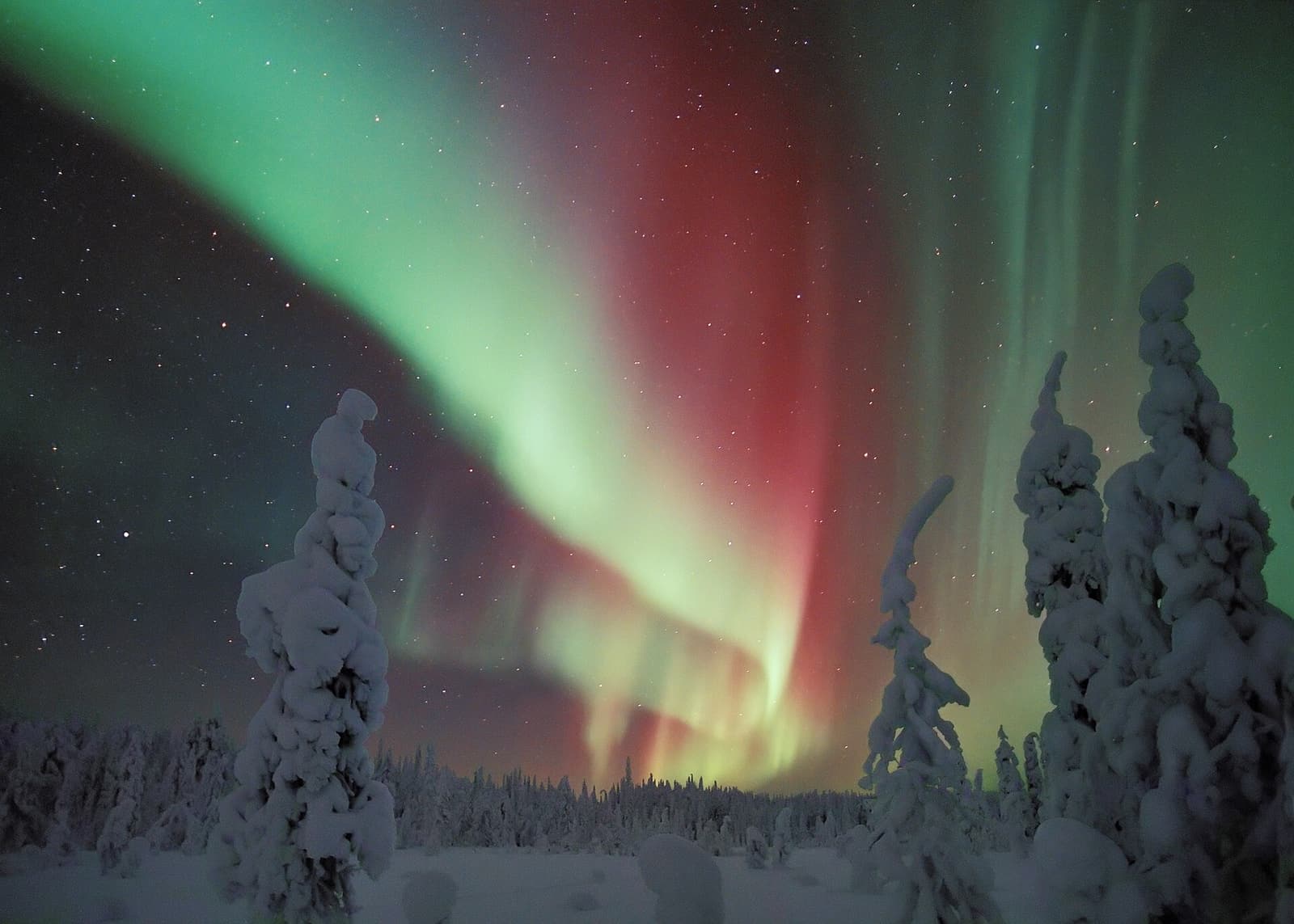 Red and green northern lights above snow-laden spruce trees in Finnish Lapland