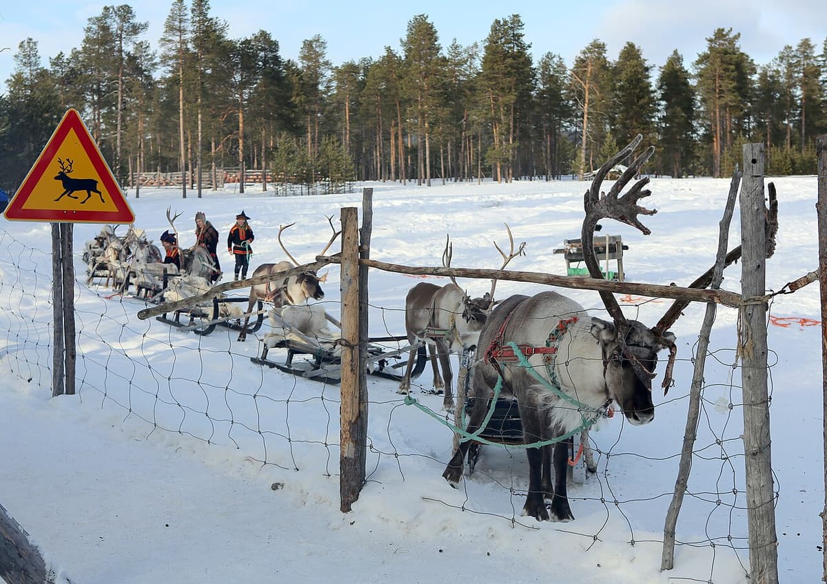 Reindeer and sleighs lined up along a fence on a snowy farm track