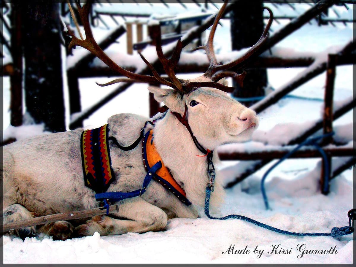 A white reindeer in a decorated harness lying in the snow in Rovaniemi