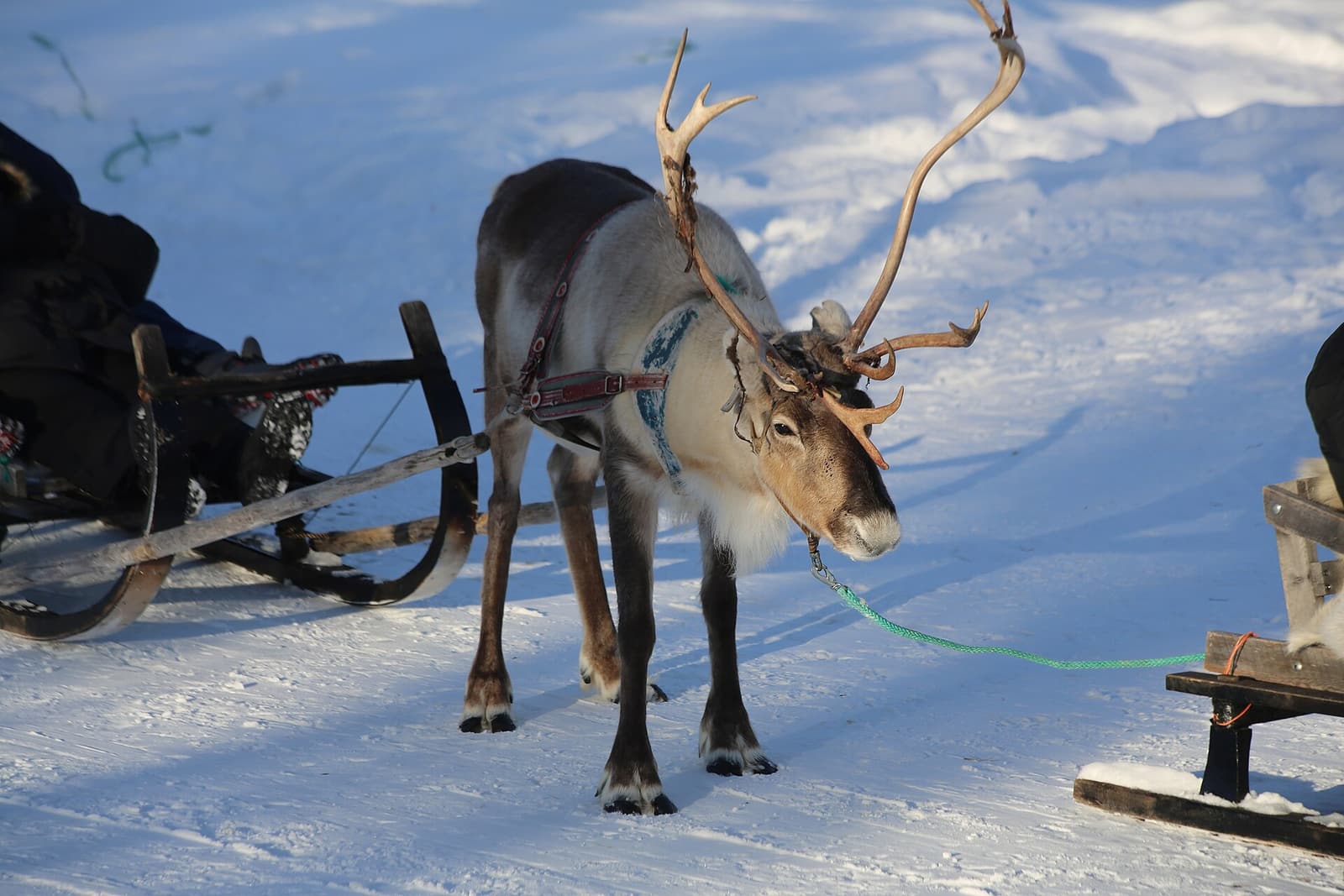 A reindeer harnessed to a sleigh on sunlit snow at a farm in Finnish Lapland