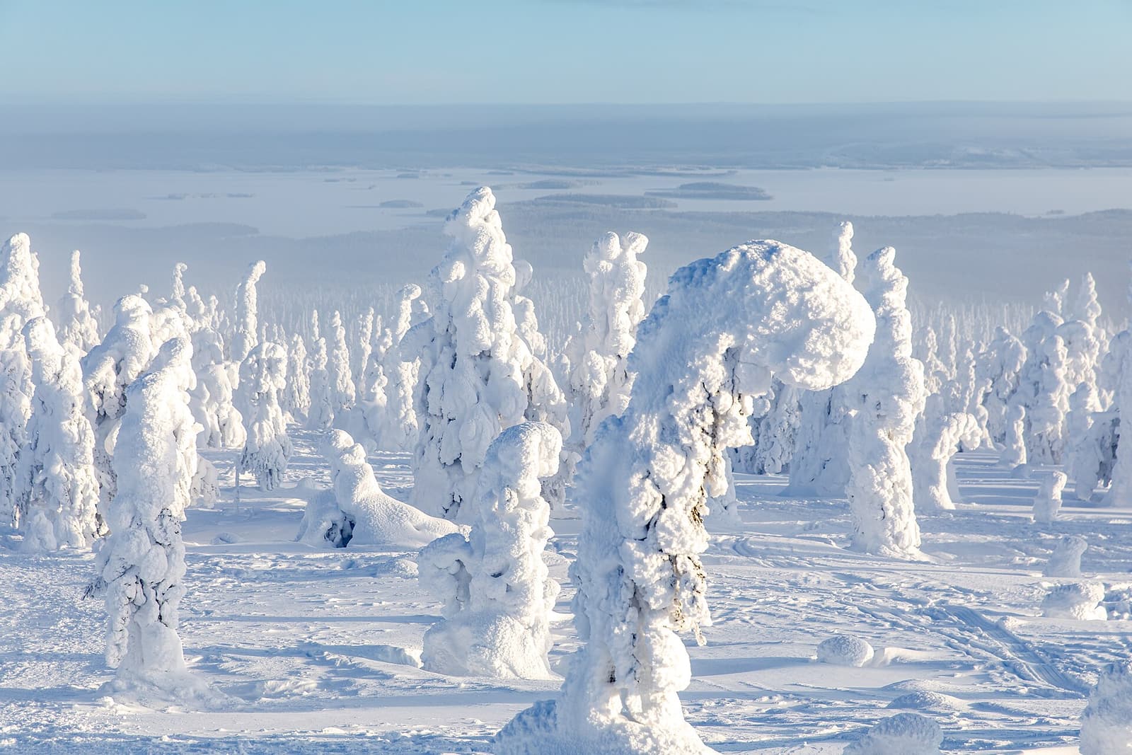Spruce trees completely encased in snow under a blue winter sky