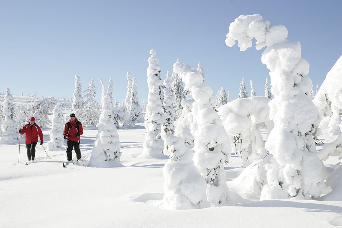 Two skiers passing trees thickly crusted with snow on a fell in southern Lapland